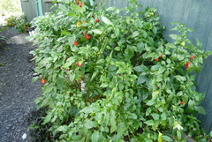 Capsicum chinense
