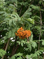 Sorbus