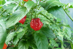 Capsicum chinense