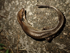 Ateuchosaurus chinensis