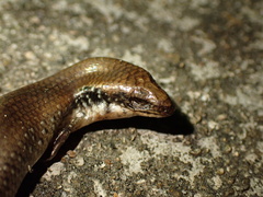 Ateuchosaurus chinensis