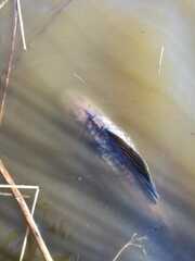 Hypostomus commersoni