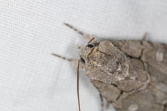 Acronicta radcliffei