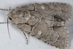 Acronicta radcliffei