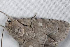 Acronicta radcliffei