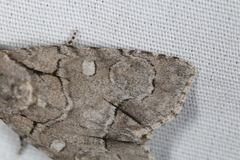Acronicta radcliffei