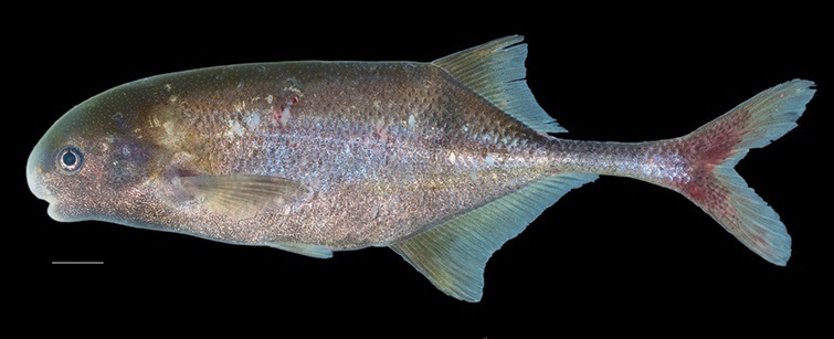 Ivindomyrus