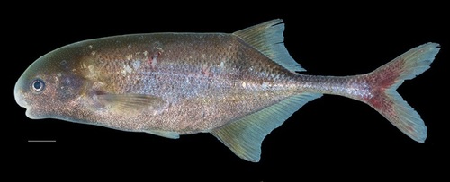 Pollimyrus marchei