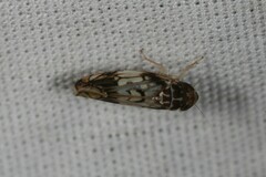 Scaphoideus obtusus