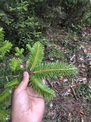Abies guatemalensis