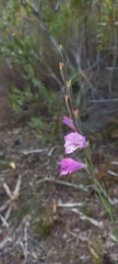 Gladiolus hirsutus
