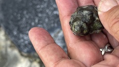 Menathais intermedia