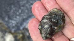 Menathais intermedia