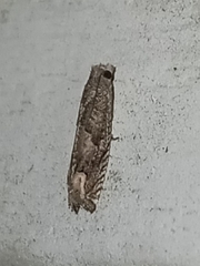 Epiblema minutana