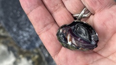 Menathais intermedia