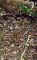 Coenocorypha pusilla