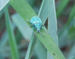 Phyllobius thalassinus
