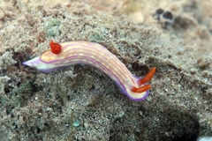 Hypselodoris whitei