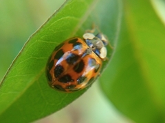 Harmonia axyridis
