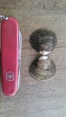 Polymesoda caroliniana