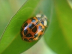 Harmonia axyridis