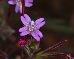 Epilobium ciliatum watsonii
