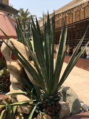 Agave
