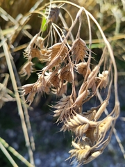 Bromus secalinus