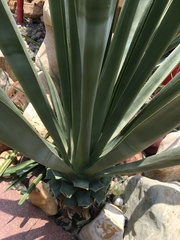 Agave