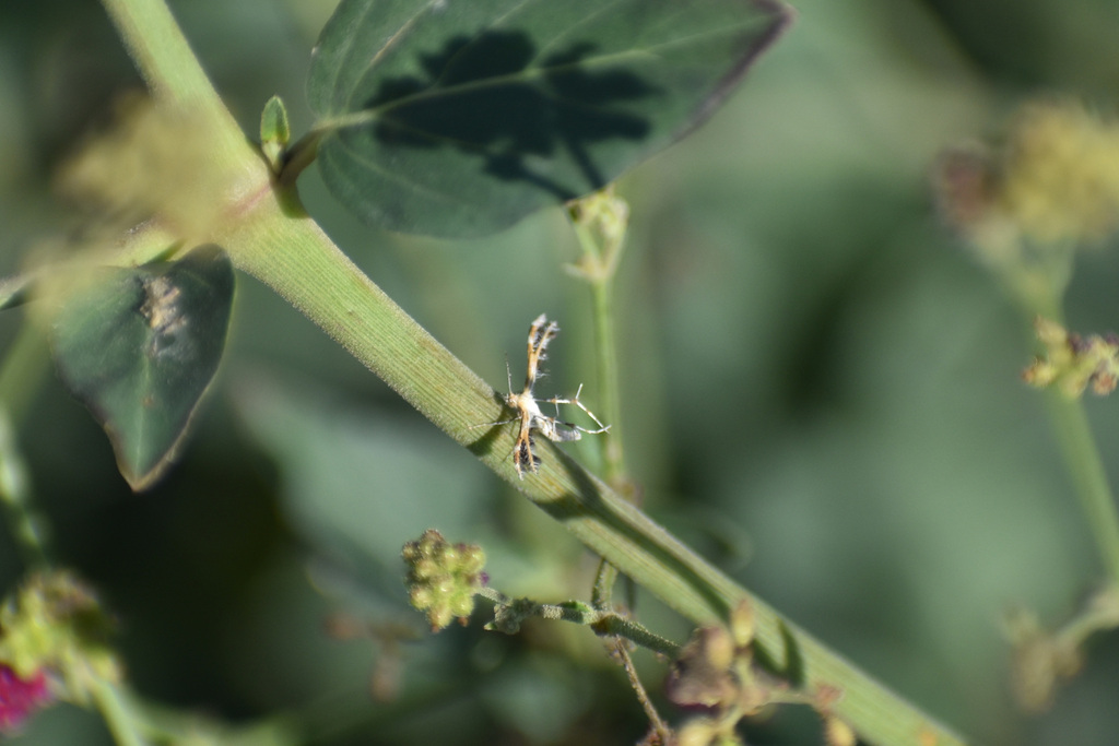 Megalorhipida dulcis