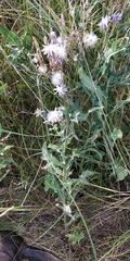 Lactuca pulchella