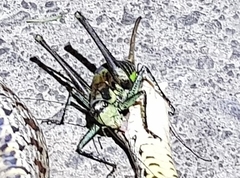Anatlanticus koreanus