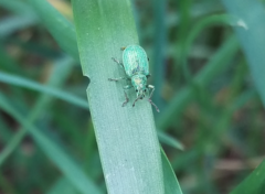Phyllobius thalassinus