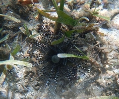 Echinothrix