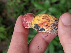 Pulchroboletus rubricitrinus image