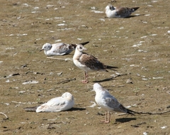 Chroicocephalus ridibundus