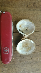 Polymesoda caroliniana