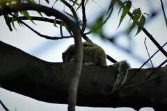 Funambulus pennantii