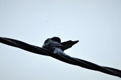 Dicrurus macrocercus