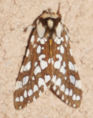 Lophocampa ingens