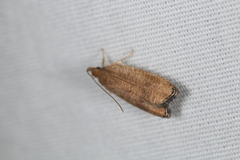 Psilocorsis cryptolechiella