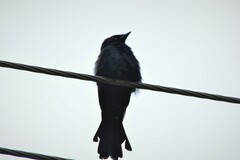 Dicrurus macrocercus