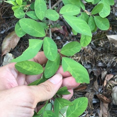 Grona heterocarpos strigosa