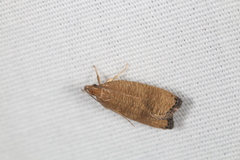 Psilocorsis cryptolechiella