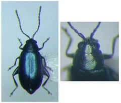 Phyllotreta nigripes