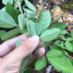 Grona heterocarpos strigosa