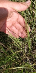 Muhlenbergia cuspidata