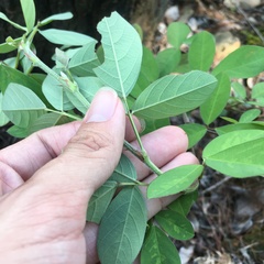 Grona heterocarpos strigosa