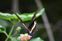 Papilio polytes