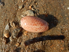 Oliva bulbosa